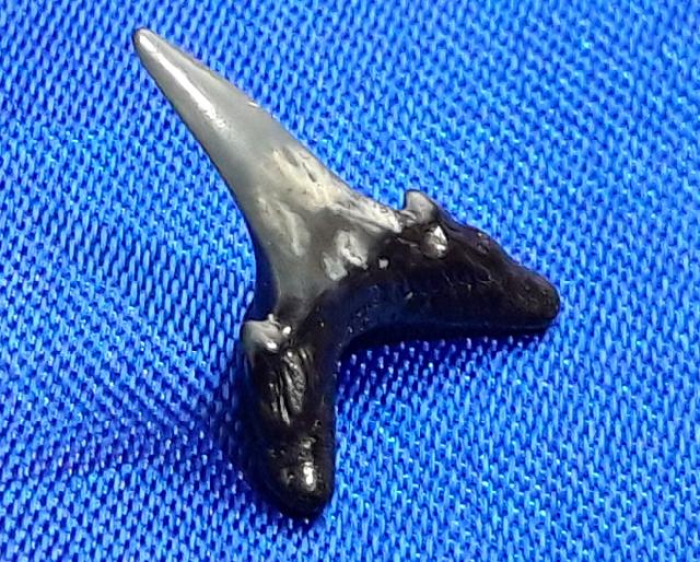 Carcharias acutissimus (AGASSIZ 1843) - Bild © FossNet FossilienStore